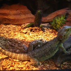 L'Aquarium du Perigord Noir - Dragon barbu