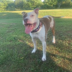 DR Happy Pawz Dog Training