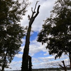 Landmark Tree Care - Beautiful view!