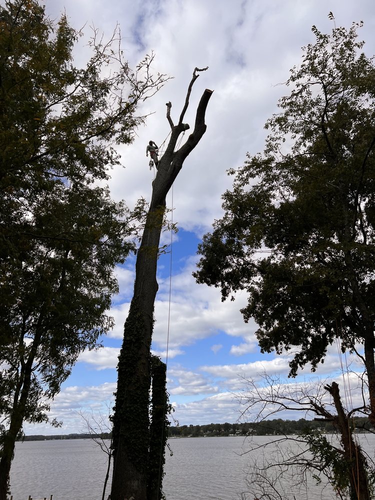 Landmark Tree Care - tree service in Aberdeen, MD