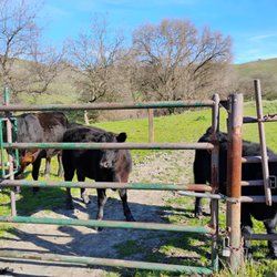 Sycamore Valley Park - Cows greeting us