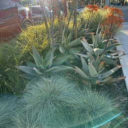 Exterior photo of Barba Landscape - Santa Monica, California Exterior photo of Barba Landscape - Santa Monica, California