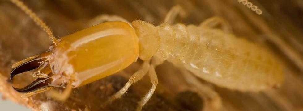 Chemi-Pure Termite & Pest Control - Pest Control in Honolulu