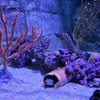 SEA LIFE Kansas City Aquarium gift card