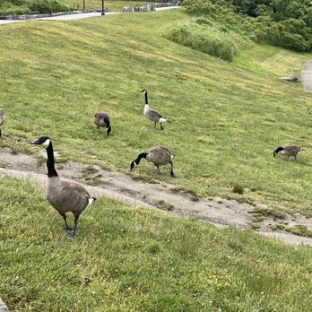 Niagara Falls State Park - 06.14.23 these Canadian Geese are everywhere - Parks Near Me - Niagara Falls, New York Niagara Falls State Park - 06.14.23 these Canadian Geese are everywhere - Parks Near Me - Niagara Falls, New York