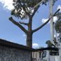 Photo of Danny's Tree Service
