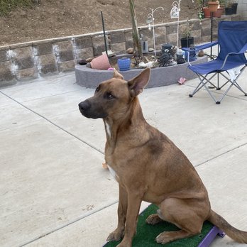 PetDegree Dogs - Showing off he's learned to "place" - Pet Training Near Me PetDegree Dogs - Showing off he's learned to "place" - Pet Training Near Me
