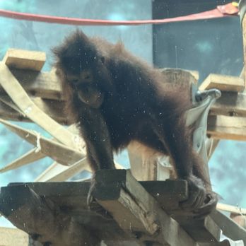 Henry Vilas Park Zoo - Orangutan - Zoos Near Me - Madison, Wisconsin