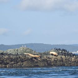 Outer Island Expeditions