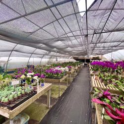 Orchid greenhouse