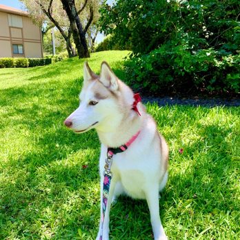 Splendor Paws - gigi looking like a new puppy - Pet Groomers Near Me - Plantation, Florida