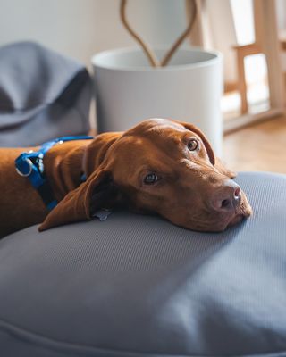 Unleashed by Petco by null