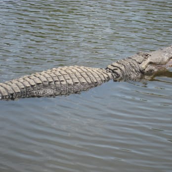 Gatorland - Zoos Near Me - Orlando, Florida Gatorland - Zoos Near Me - Orlando, Florida