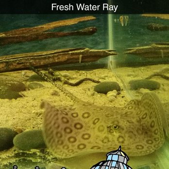 Belle Isle Aquarium - (",) - Aquariums Near Me - Detroit, Michigan Belle Isle Aquarium - (",) - Aquariums Near Me - Detroit, Michigan