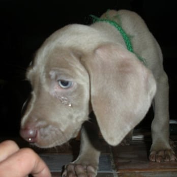 Gabrielle Pohl, AKC - Pet Breeders Near Me