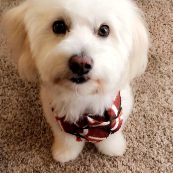 PawFections Pet Spa - Pet Groomers Near Me
