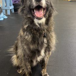 Canine PhD - Buzz loving training and confidence boosting exercises at Canine PhD with Betty :)