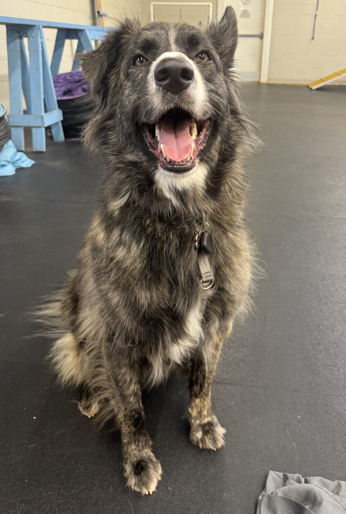 Canine PhD - pet boarding facility in Decatur, GA