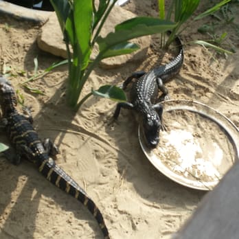 Critchlow Alligator Sanctuary - Animal Shelters Near Me - Athens, Michigan