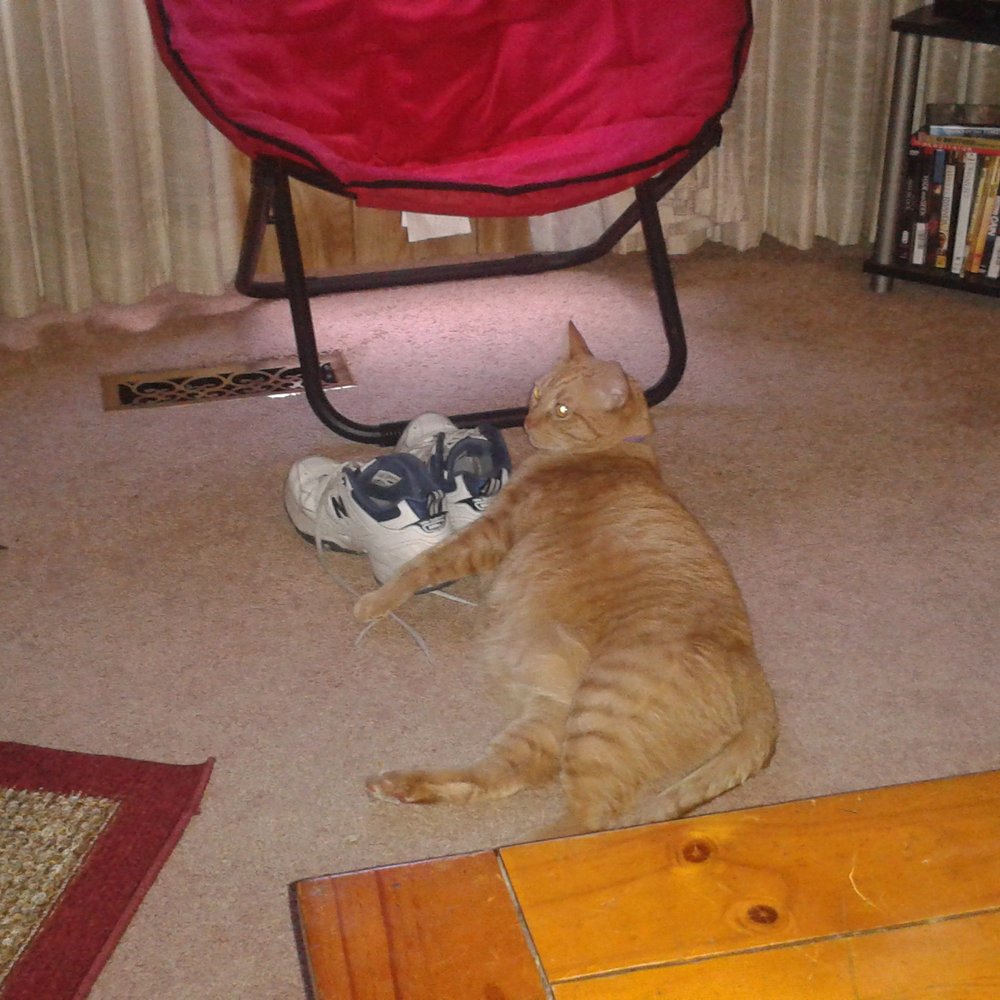 Our Beautiful, loving caring Cat, named Boots. He always love putting his head on my shoes for a pillow. Our Beautiful, loving caring Cat, named Boots. He always love putting his head on my shoes for a pillow.
