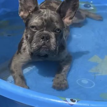Supreme Pups - Kobe loves his pool ! - Pet Sitting Near Me Supreme Pups - Kobe loves his pool ! - Pet Sitting Near Me