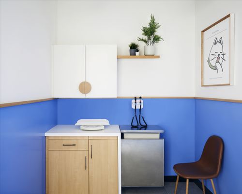 Modern Animal by null