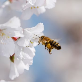 Atlanta Allergy & Asthma - Allergists Near Me - Suwanee, Georgia