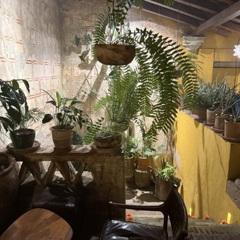 Selva - Cocktail Bars Near Me - Oaxaca de Juárez, OAX Selva - Cocktail Bars Near Me - Oaxaca de Juárez, OAX