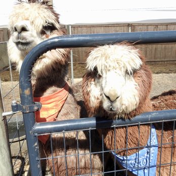 Fink's Country Farm - Friendly Alpaca - Farmers Market Near Me - Wading River, New York Fink's Country Farm - Friendly Alpaca - Farmers Market Near Me - Wading River, New York
