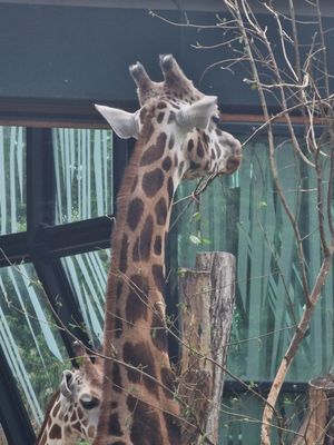 Schönbrunn Zoo by null
