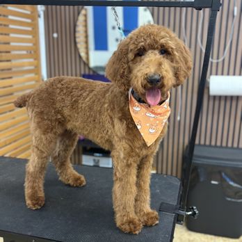 Blue Ribbon Pet Grooming - Pet Groomers Near Me - Tustin, California Blue Ribbon Pet Grooming - Pet Groomers Near Me - Tustin, California