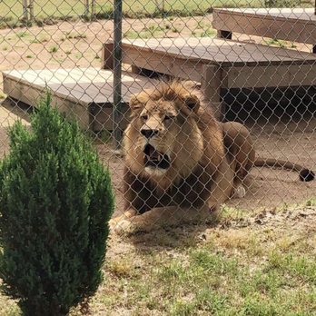 Tiger World - Zoos Near Me - Rockwell, North Carolina