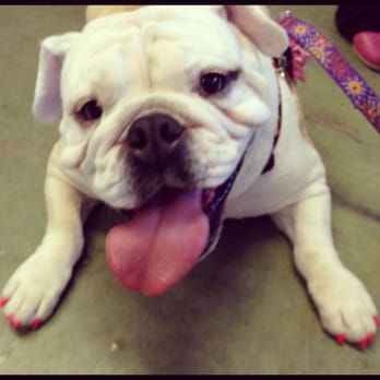 Peticures By Tess - Pretty pink peticure. Thanks, Tess!! - Pet Groomers Near Me