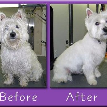 The Pink Poodle - Pet Groomers Near Me - Tallahassee, Florida The Pink Poodle - Pet Groomers Near Me - Tallahassee, Florida