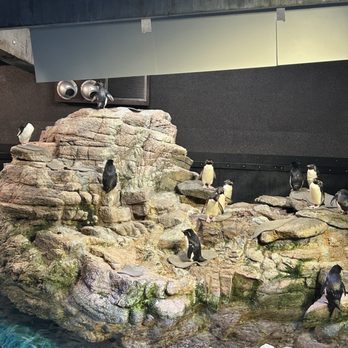 New England Aquarium - Penguins - Aquariums Near Me - Boston, Massachusetts New England Aquarium - Penguins - Aquariums Near Me - Boston, Massachusetts