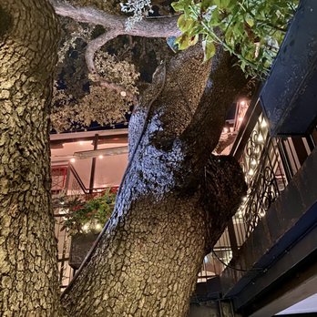 Olive & June - View from our patio table - Italian Near Me - Austin, Texas Olive & June - View from our patio table - Italian Near Me - Austin, Texas