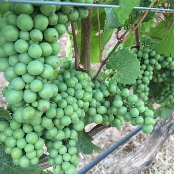 Cristom Vineyards - Wineries Near Me - Salem, Oregon Cristom Vineyards - Wineries Near Me - Salem, Oregon