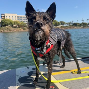 SUP Pups - Uncle Rico enjoying his paddleboard experience with Sam and SUP Pups! - Paddleboarding Near Me - San Diego, California