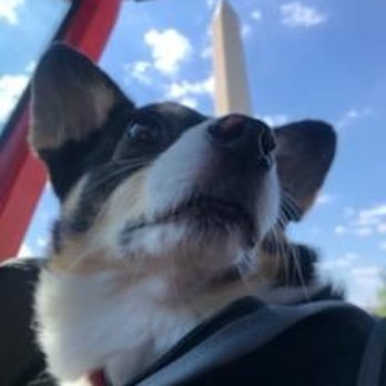 Urban Adventures - Corgi in Washington DC - Food Tours Near Me - Washington, DC, District of Columbia