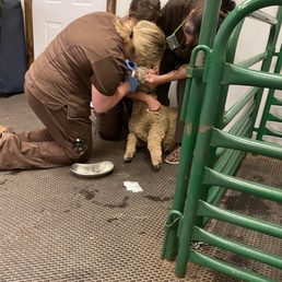 Large animal treatment area Large animal treatment area