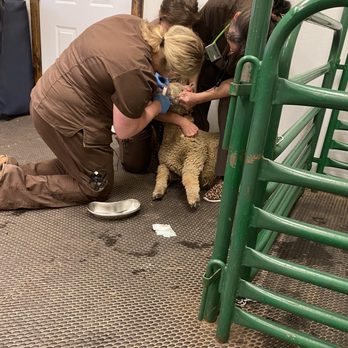 Red Star Veterinary Clinic - Large animal treatment area - Veterinarians Near Me - East Canton, Ohio Red Star Veterinary Clinic - Large animal treatment area - Veterinarians Near Me - East Canton, Ohio