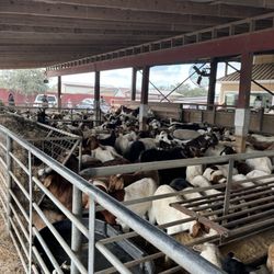 Hamza Farm