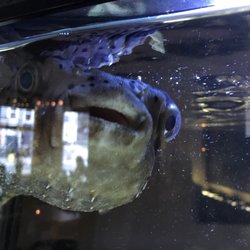 Basho Restaurant & Lounge - Resident blowfish