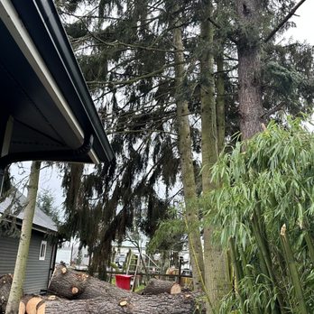Five Star Tree Service - Tree removals before - Tree Services Near Me Five Star Tree Service - Tree removals before - Tree Services Near Me