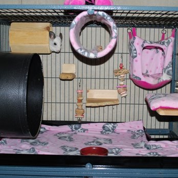 NWI Chinchillas & Critters - Pet Adoption Near Me - Wolcott, Indiana NWI Chinchillas & Critters - Pet Adoption Near Me - Wolcott, Indiana