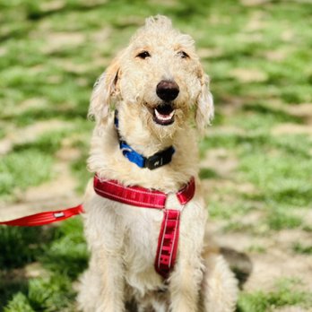 Woofle Dog Walking - Downtown Brooklyn - Dog Walkers Near Me - Brooklyn, New York
