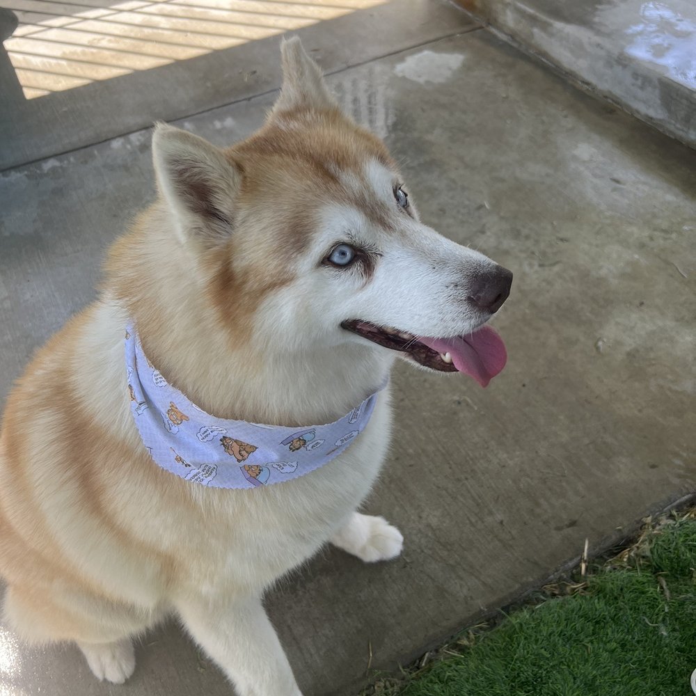 Paws At Main - Riverside - Our husky after his "torture" session. Looking so handsome. - Pet Groomers Near Me - Riverside, California Paws At Main - Riverside - Our husky after his "torture" session. Looking so handsome. - Pet Groomers Near Me - Riverside, California