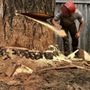 Photo of Woodsong Tree Company