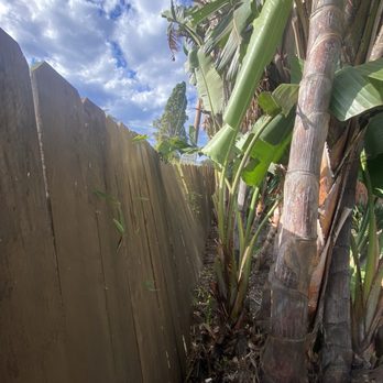 West Coast Arborists - Broken fence - Tree Services Near Me - La Mesa, California West Coast Arborists - Broken fence - Tree Services Near Me - La Mesa, California
