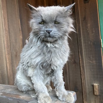The Iron Door - Johnsville cat - New American Near Me - Johnsville, California The Iron Door - Johnsville cat - New American Near Me - Johnsville, California